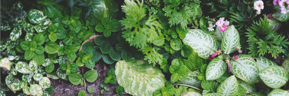 garden plants